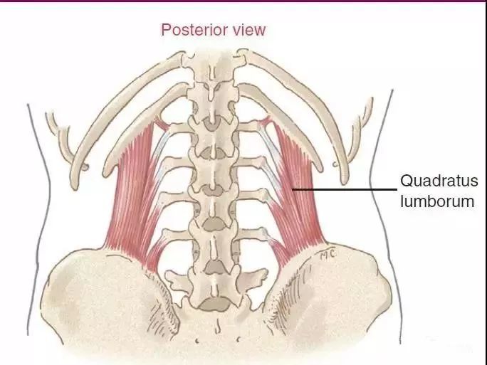 腰方肌呈长方形,在功能解剖上被视为腹肌后群,位于腰大肌外侧,它向下