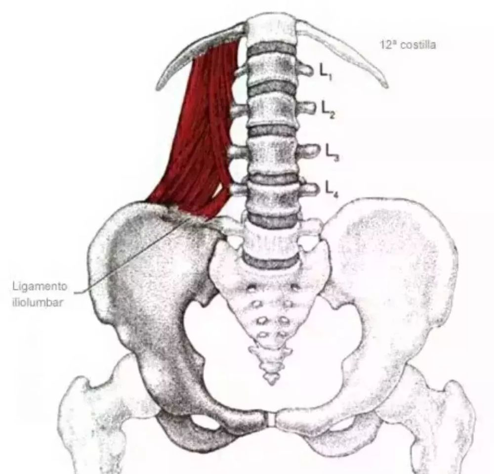 腰部酸痛的主要元凶—腰方肌