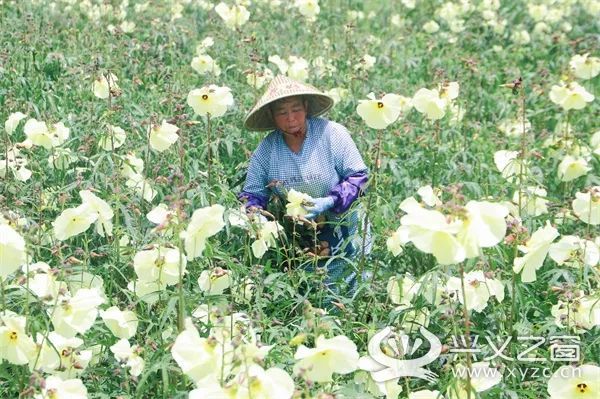 据了解,由于安龙县种植的黄蜀葵品种优良,再加上企业的技术保障,确保