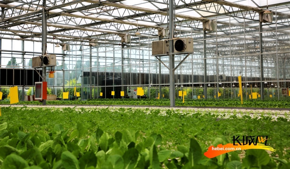 在河北省肃宁县朔黄农业生态园蔬菜种植基地,现代化无土栽培种植的