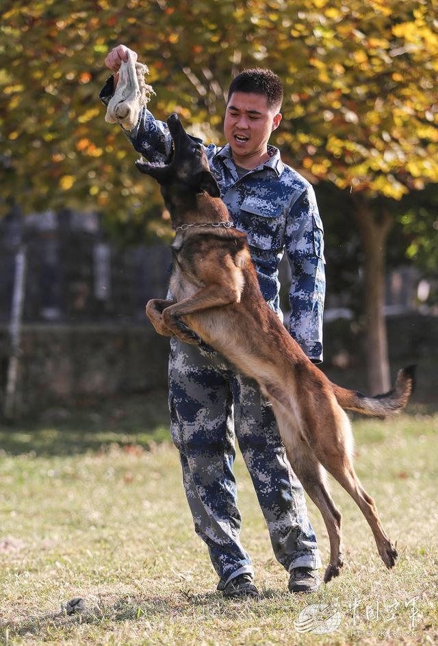 28年前,剧组为求逼真,功勋军犬被炸得粉身碎骨