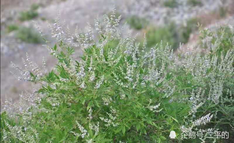 要注意荆草这种植物,说不定下面就会给你带来惊喜,让你亲自发现黄金