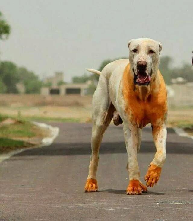 泰皇脊背犬,东南亚刽子手.