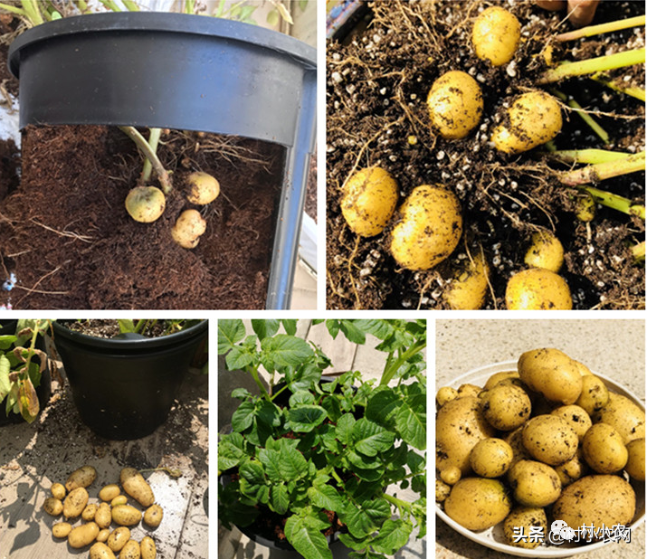 家里土豆发芽了,千万别扔,这样盆栽土豆2个多月就能收获