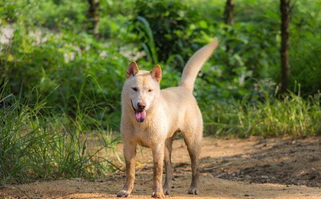 中华田园犬与日本柴犬在遗传上的确存在联系,是同一犬类祖先在日本与