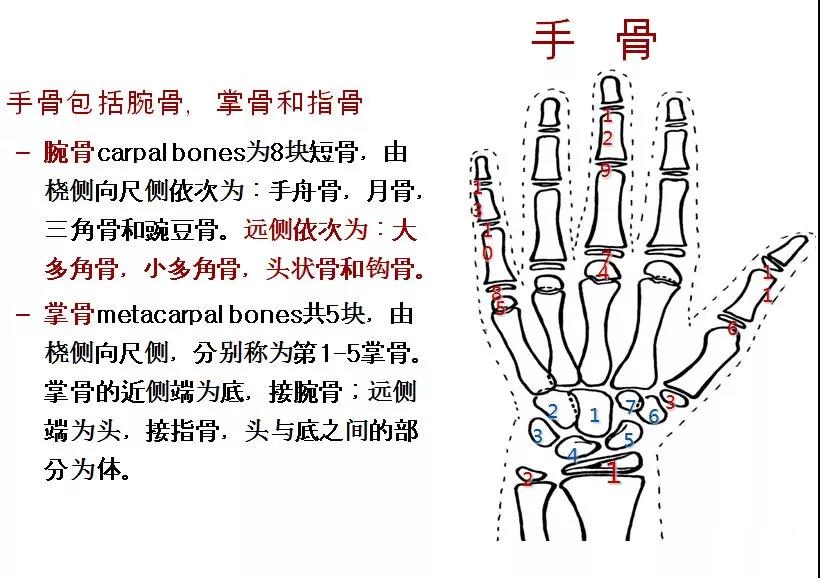 长沙测骨龄医院介绍,标准骨龄片的拍摄方法,骨龄评测方法图谱法的优