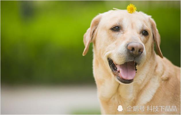 老人们常说:属狗人最怕和以下几个属相结婚!看看有没有你