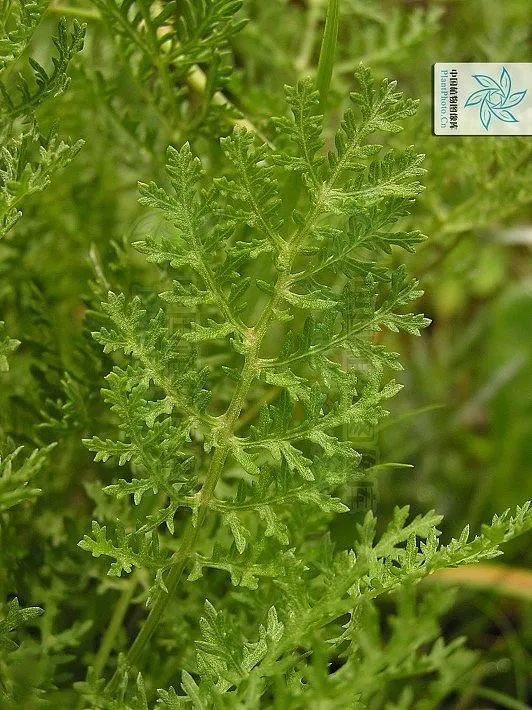 这些蒿属植物,你认识吗?