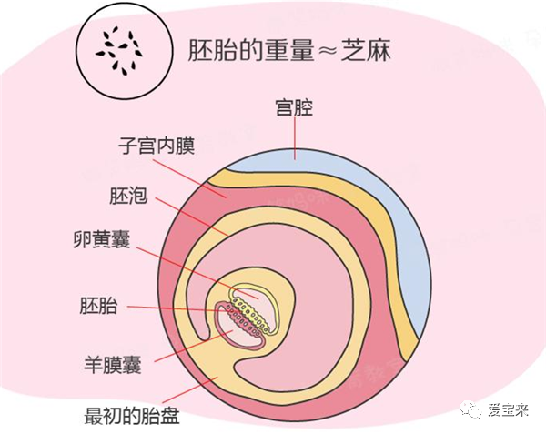 2,早期胎盘的形成
