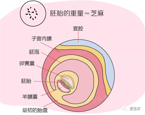 从胚胎移植到判断胎心的发育过程