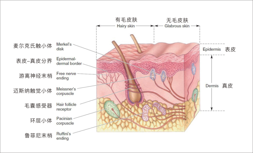 「触觉」儿童身心和谐统一的保护膜