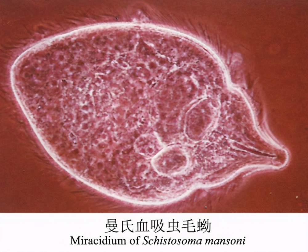 曼氏血吸虫毛蚴