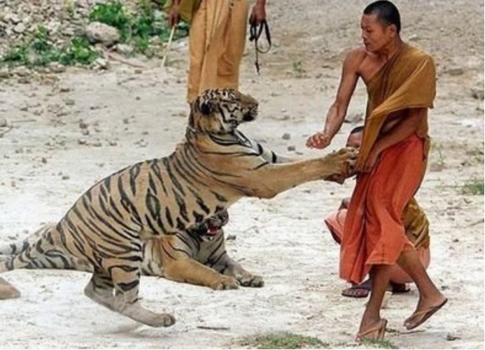 老虎吃人后,为什么一定要把它杀掉?不杀会怎么样?