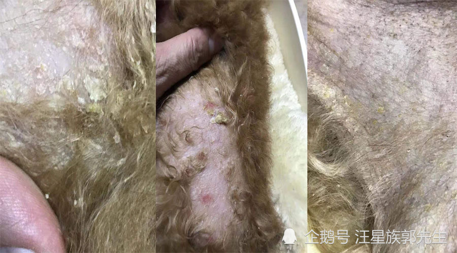 泰迪狗狗全身掉头屑式块状黄色死皮 红疹发臭掉毛治疗案例