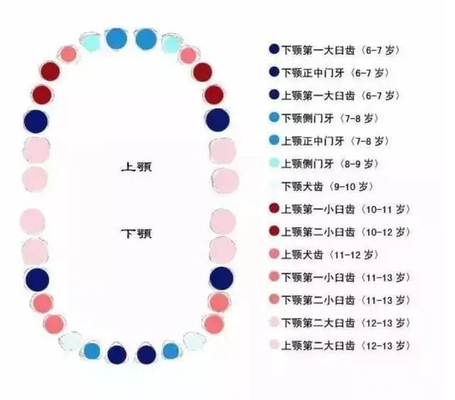 正常情况下,孩子的换牙顺序是按照两排牙齿左右对称开始,先下后上的