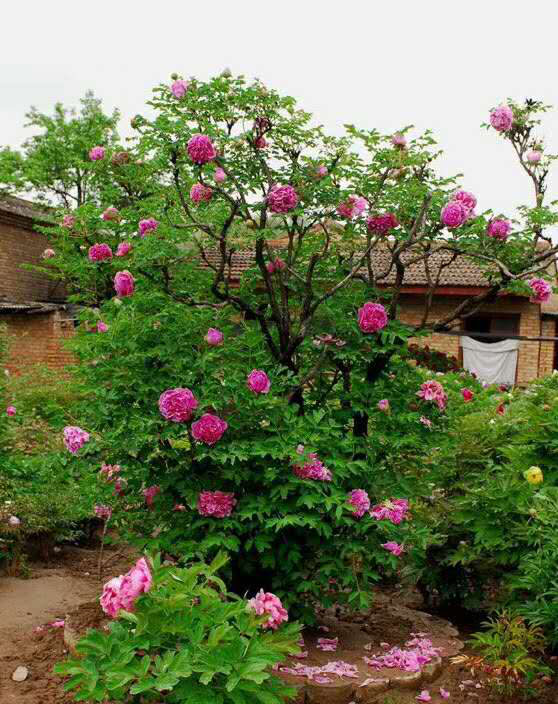 值得收藏栽种的十大名花之一,百年树牡丹