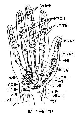 超实用基础:全身6大部位"骨关节"的记忆要点!