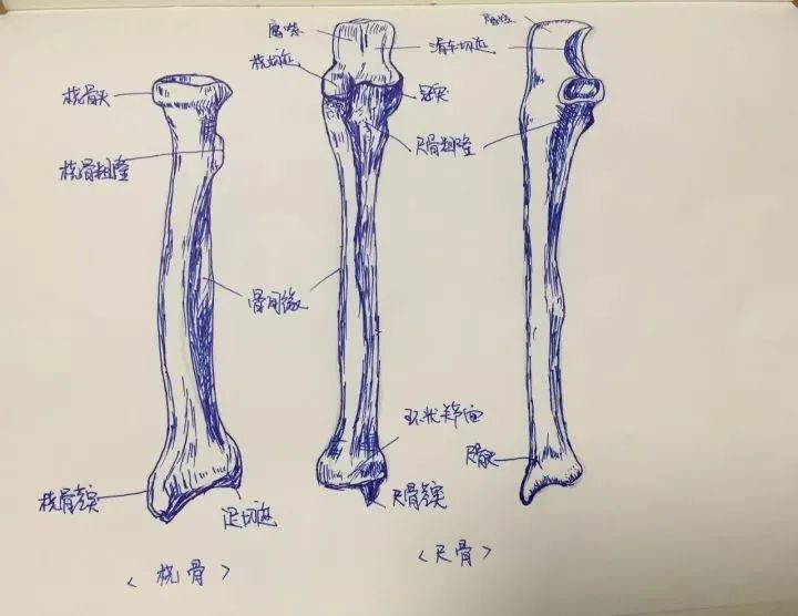 超实用基础:全身6大部位"骨关节"的记忆要点!