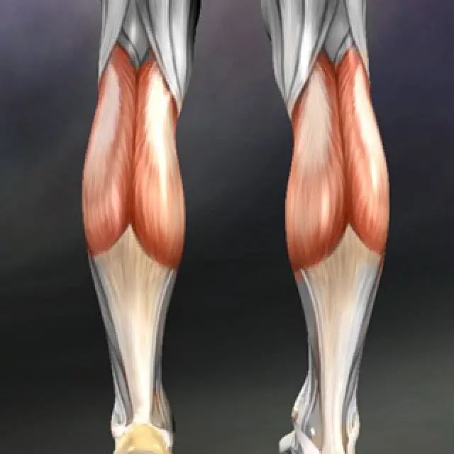 腓肠肌的动作通常与比目鱼肌一起被认为是小腿三头肌群.