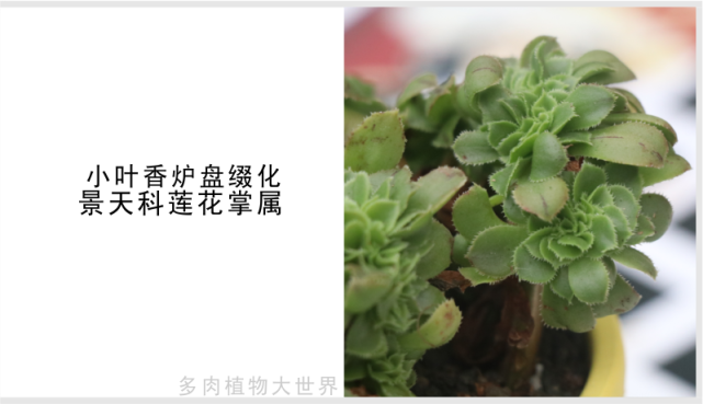 "小叶香炉盘缀化"景天科莲花掌属多肉植物,缀化品种
