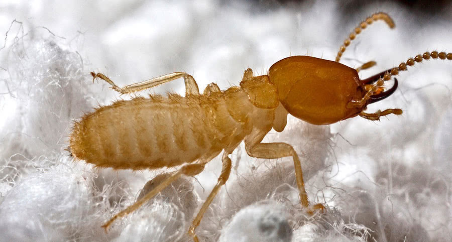 白蚁蚁后能活多久,它是如何建立一个白蚁王国的?