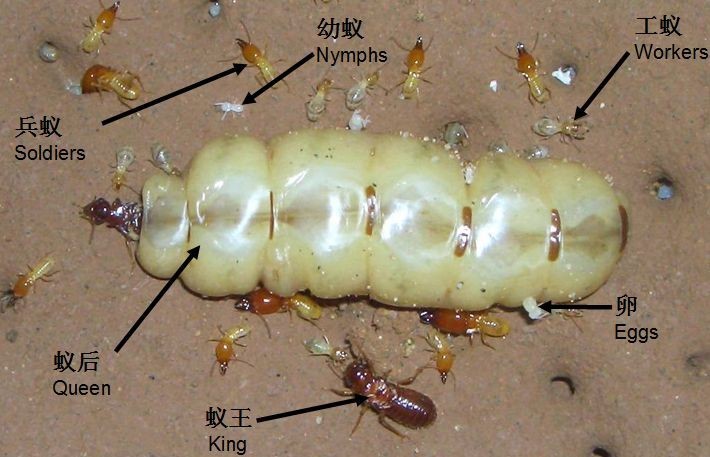 白蚁蚁后能活多久它是如何建立一个白蚁王国的