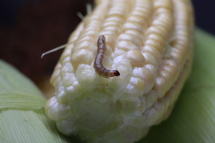 玉米螟昼伏夜出幼虫钻心危害大农业专家告诉你长效防治方法