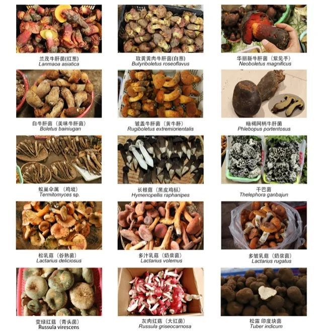 野生菌蘑菇的季节来了,你吃过多少种野生菌?