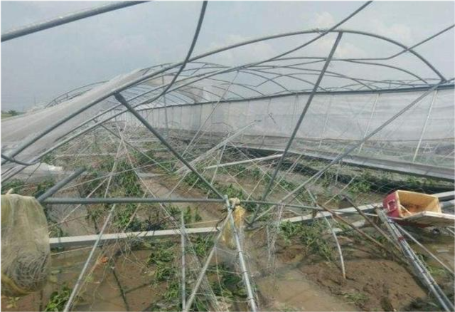 台风要来了,温室大棚该提前做哪些防御措施,准备什么?