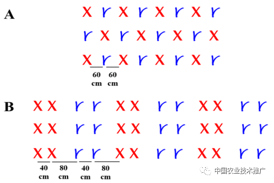 图7 混作(a)和行比2︰2间作(b)示意图3.生产管理(1)种子处理.
