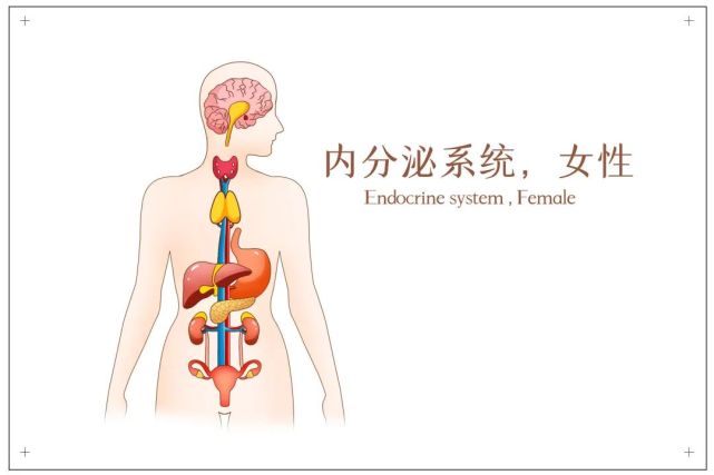 什么是内分泌系统?