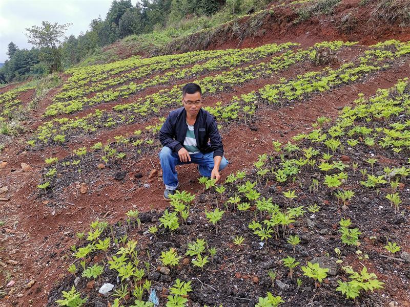 老兵种植魔芋 不得病就赚钱_腾讯新闻