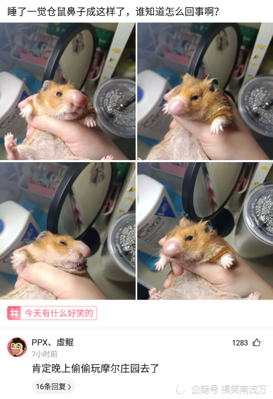 神回复睡了一觉仓鼠鼻子成这样了谁知道怎么回事啊