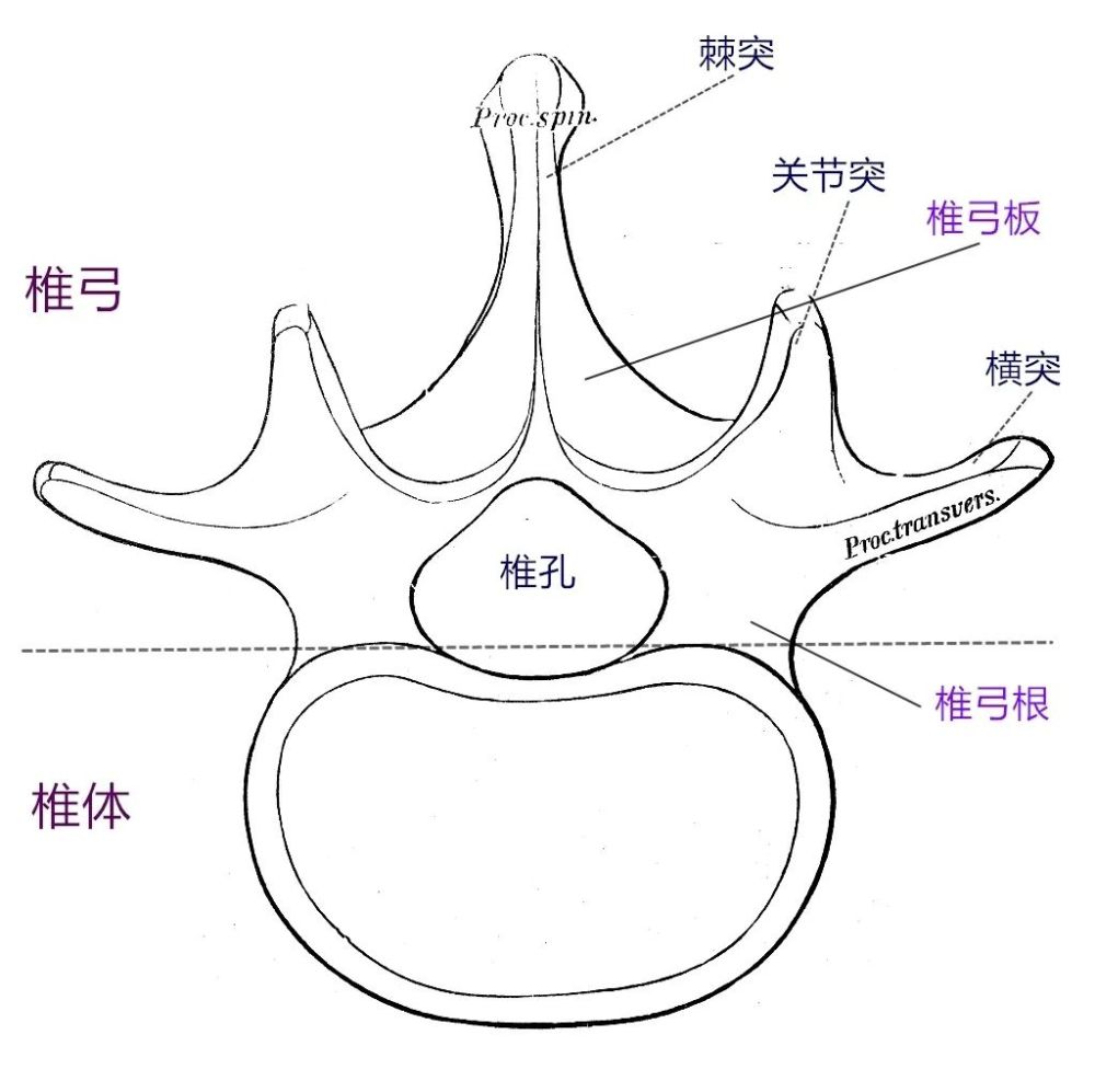 脊柱功能解剖椎骨的秘密带你深入了解