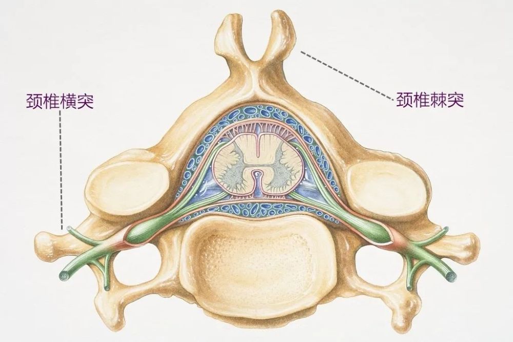 而且它在不同脊柱节段的构型是不同的,颈椎的横突有孔,胸椎的横突非常
