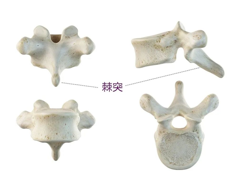 例如,颈椎棘突呈分叉状;胸椎棘突较长并向斜下方伸出;腰椎棘突非常