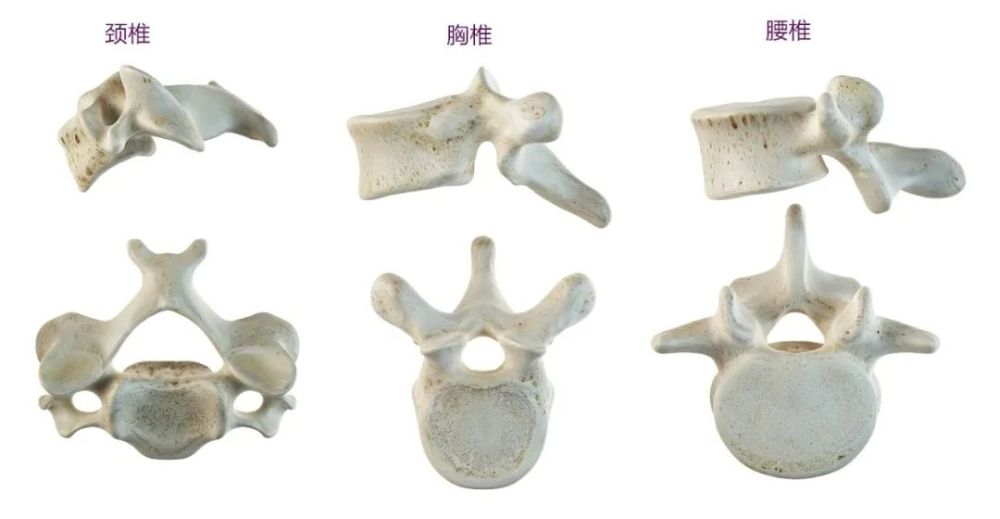 脊柱功能解剖带你了解椎骨的结构