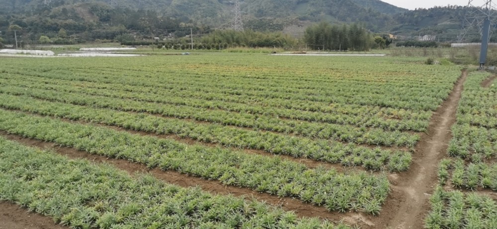 海曙浙贝母种植基地.