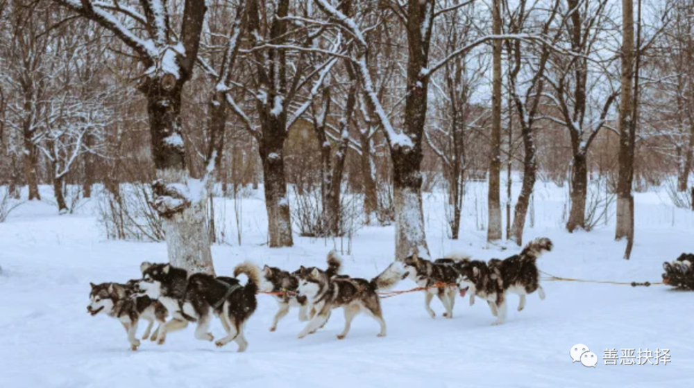 西比利亚哈士奇雪橇犬曾经千里狂奔,救了一万人的性命.