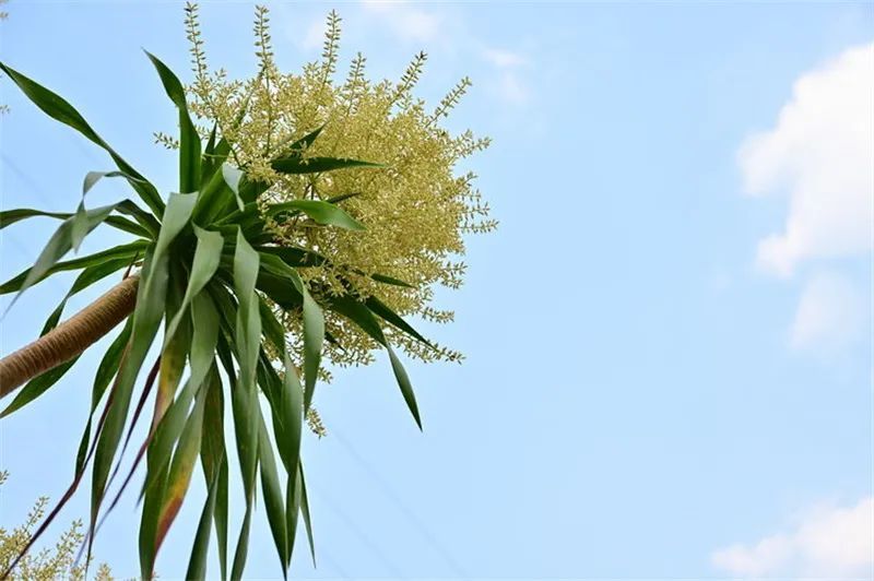 一天一点普洱(2187)"植物寿星"龙血树开花,你见过吗?