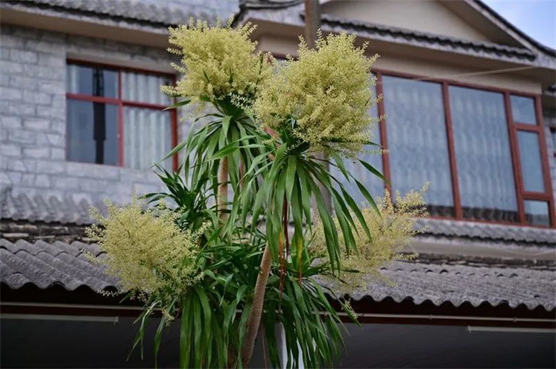 一天一点普洱(2187)"植物寿星"龙血树开花,你见过吗?