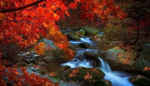 宣四维  摄 本溪红叶 最佳赏秋地就当本溪红叶 枫叶之都,人称为" 小