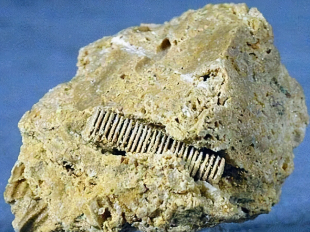 地球上真有史前文明?化石中发现芯片和螺丝钉,主角却是海洋化石