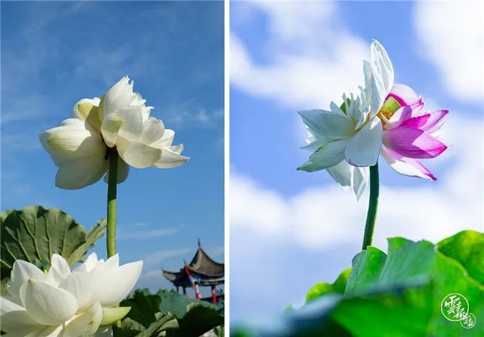 好运"莲莲莲莲莲莲",云南发现第三朵并蒂莲