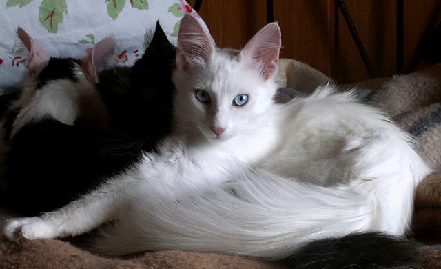 白猫排名_二哈和他的白猫师尊(2)