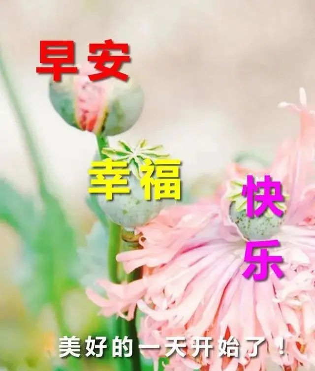 早上好朋友,特好看的早上好动画表情鲜花图片大全