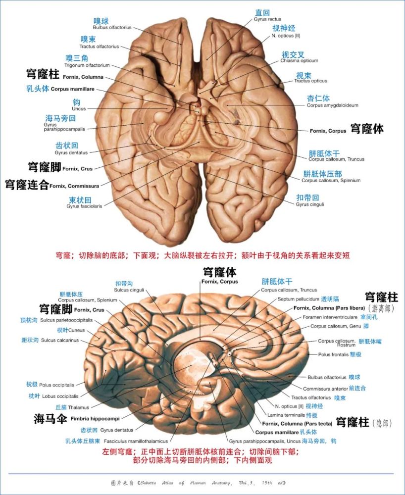 学习笔记大脑深部解剖之术语篇