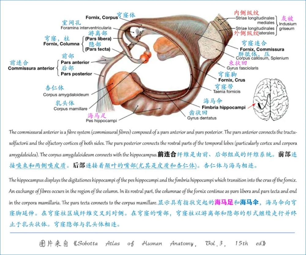 学习笔记大脑深部解剖之术语篇