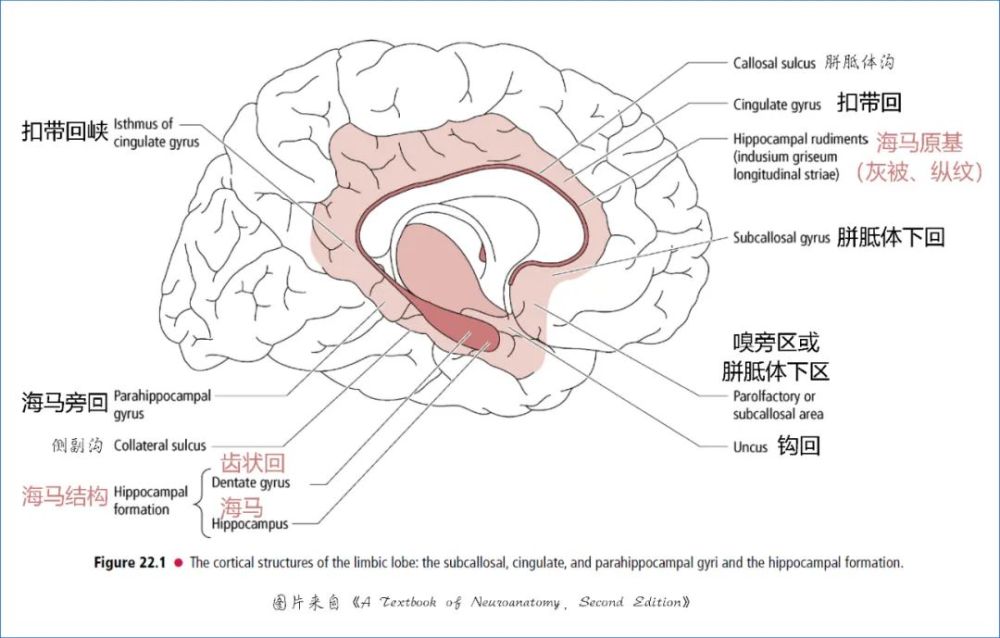 cortical structures ofthe limbic lobe): 扣带回(cingulate gyrus)