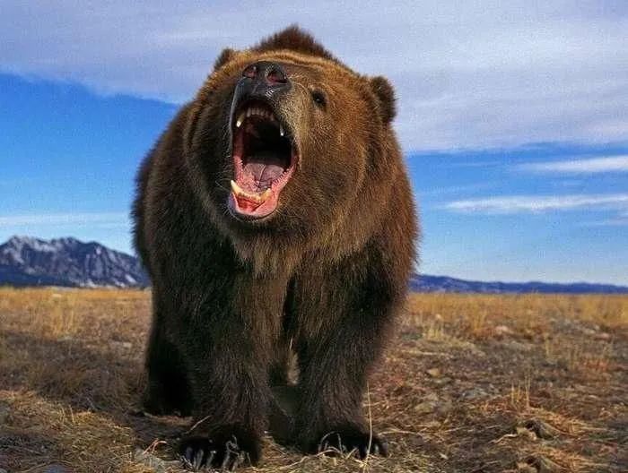 太难了!一对俄罗斯夫妇为躲避棕熊袭击,竟然趴在树上十天十夜!